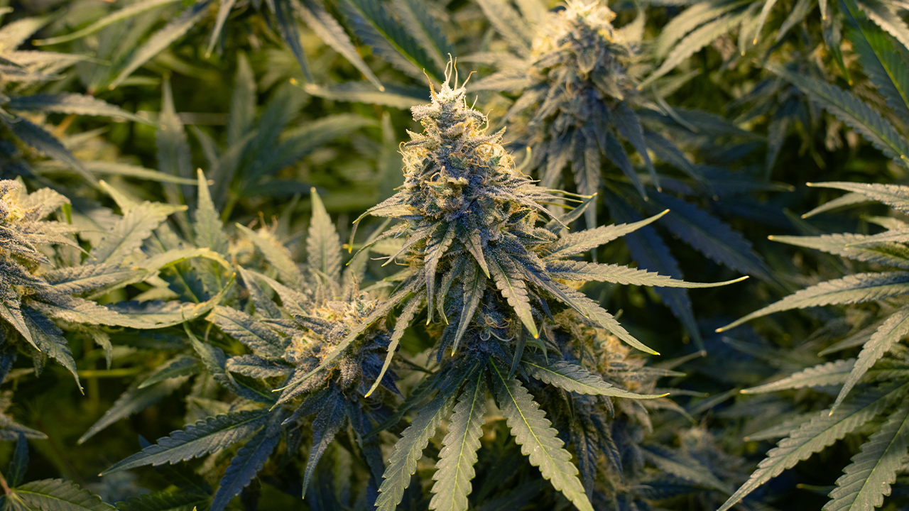 Close-up of a vibrant Jack Herer cannabis plant in full bloom, showcasing its frosty trichomes and lush green leaves.