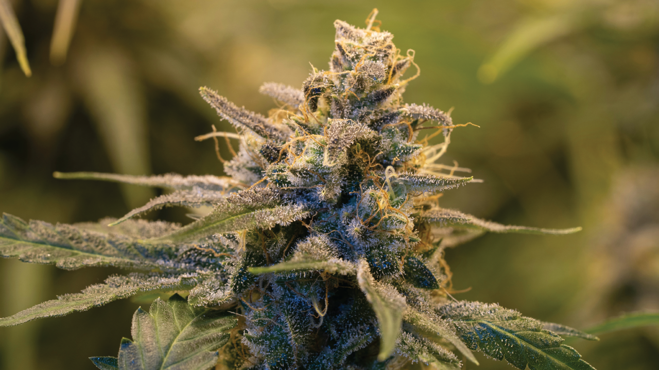 Close-up of frosty Animal Face cannabis flower with dense trichomes and orange hairs.
