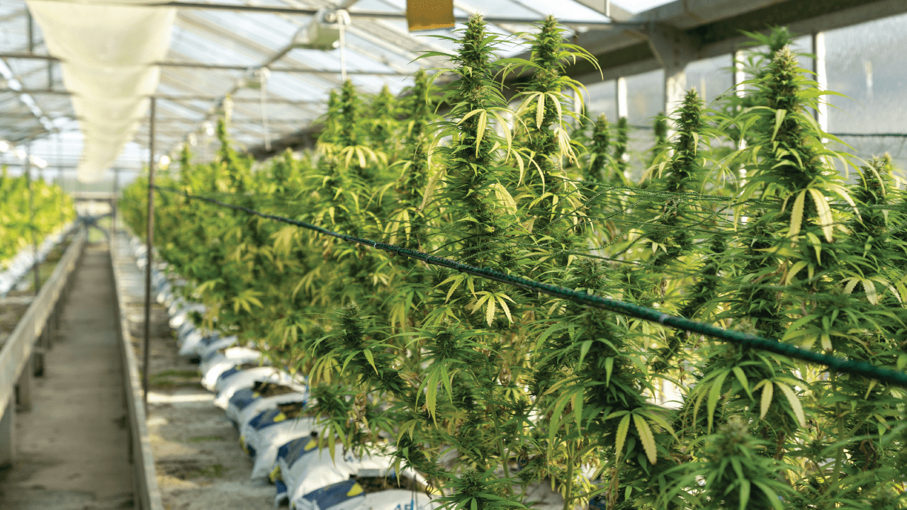Cannabis plants thriving in a controlled greenhouse environment, showcasing cultivation techniques for optimal flower production.
