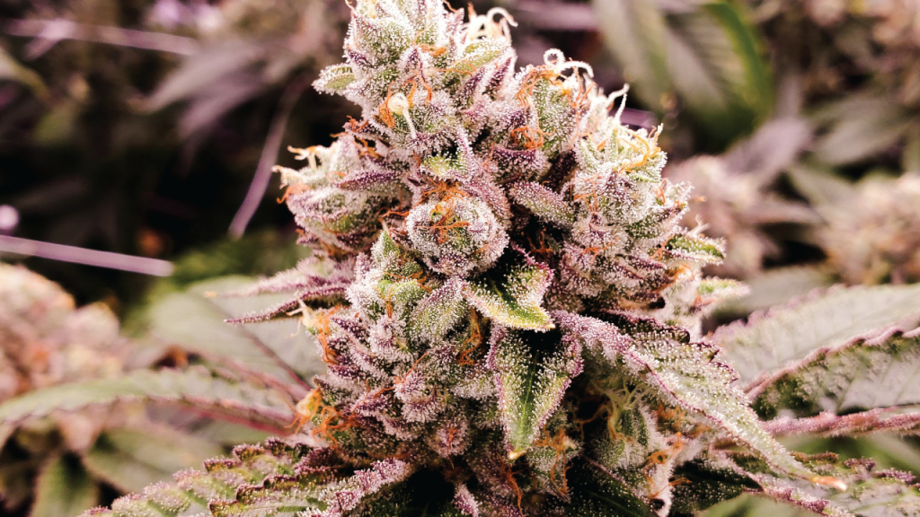 Close-up of Pink Gushers cannabis bud, showcasing dense trichomes and vibrant purple and green hues.
