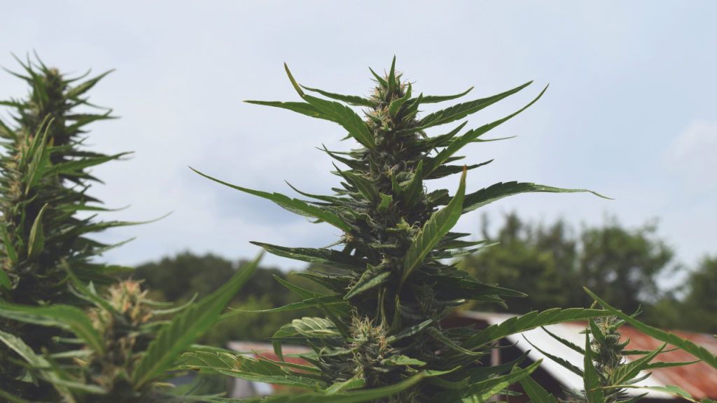Close-up of outdoor cannabis plant under natural sunlight