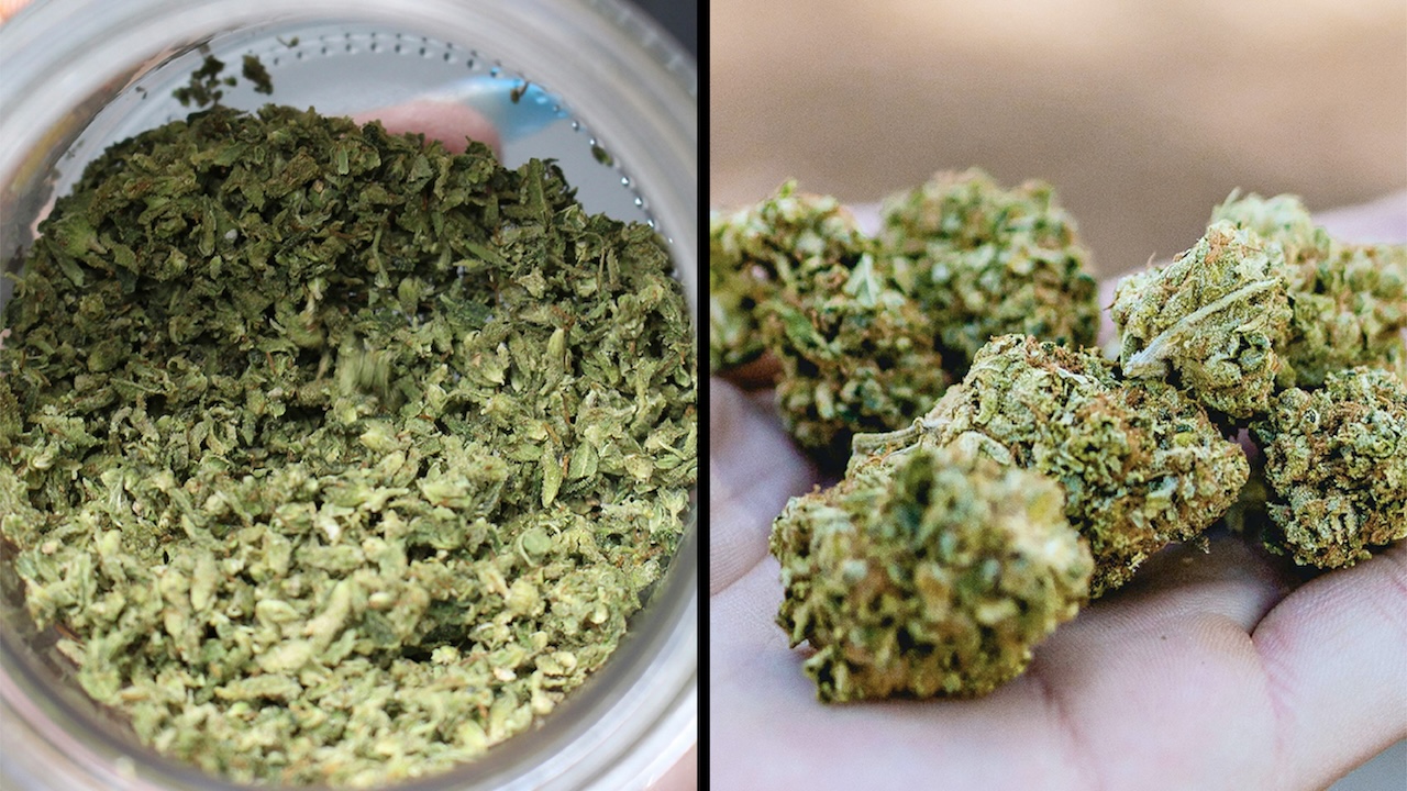 Cannabis shake in container next to whole cannabis flower buds comparison
